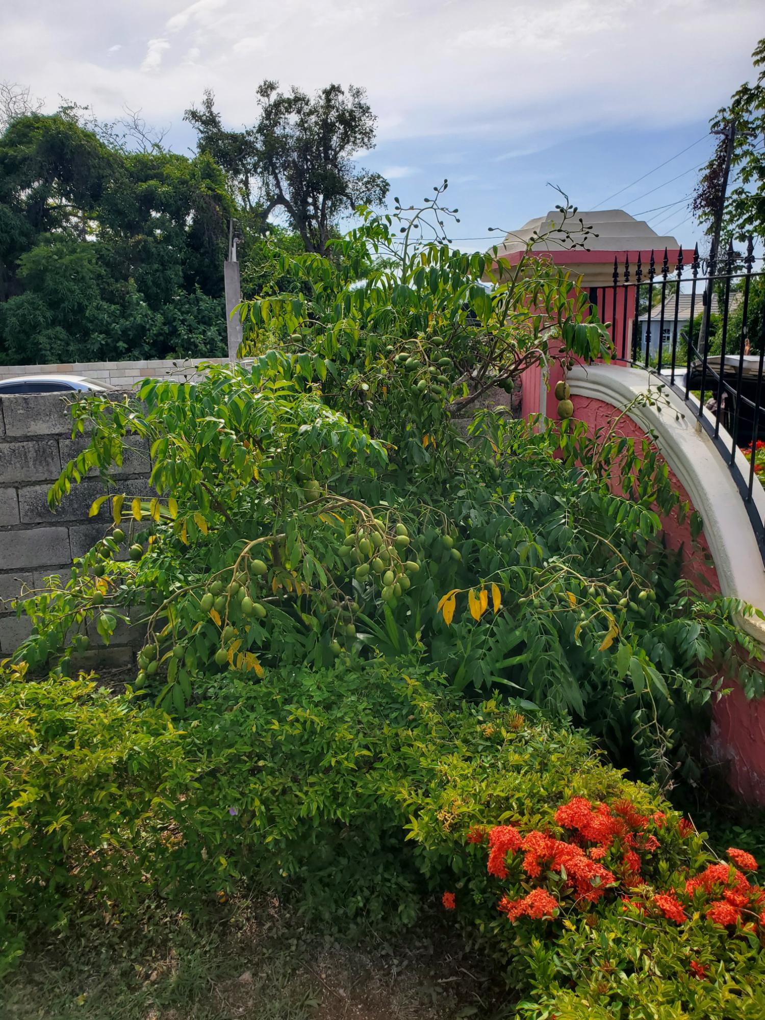 House For Rent: CARIBBEAN PARK, Tower Isle | $2,500 photo 23