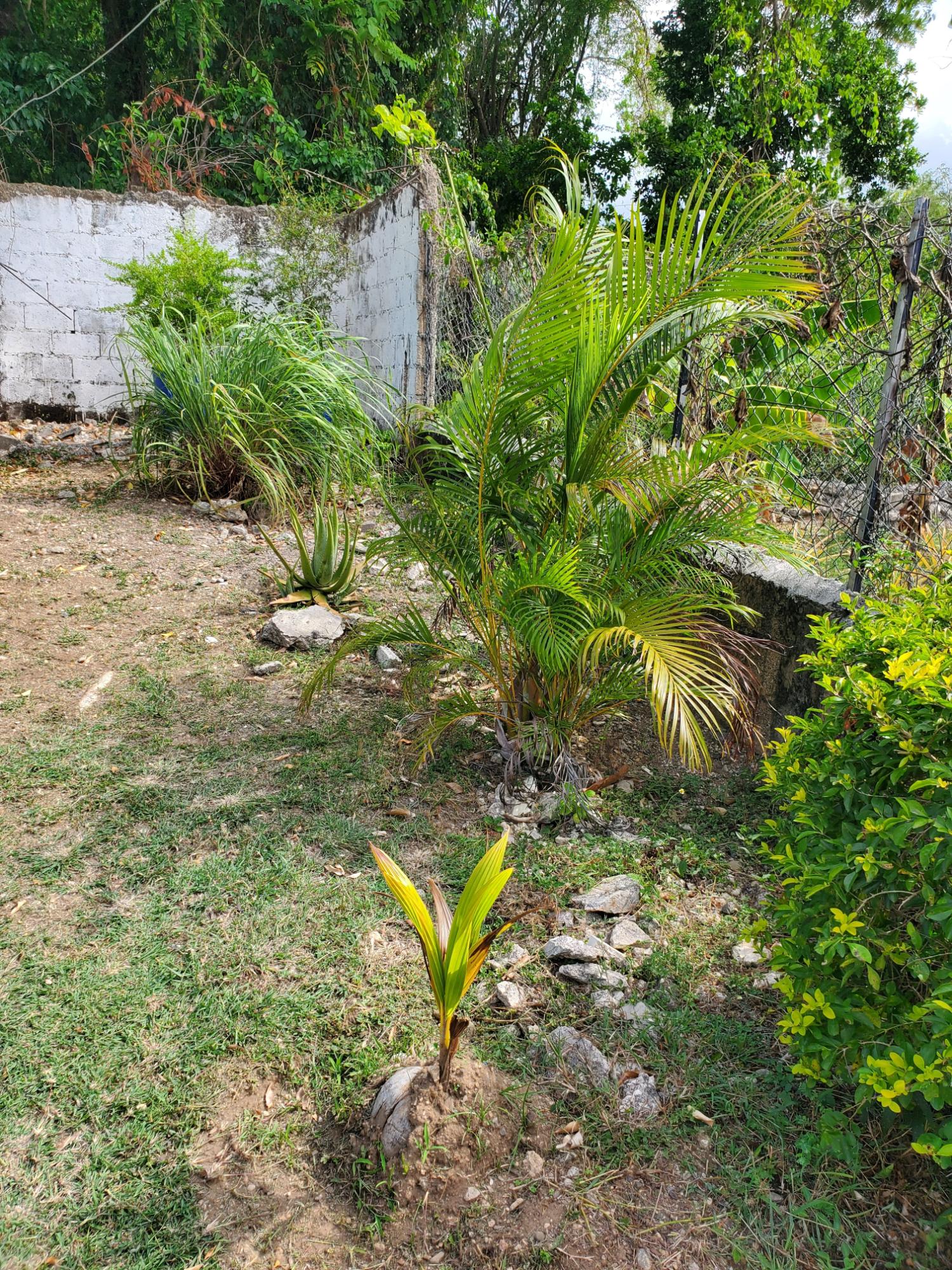 House For Rent: CARIBBEAN PARK, Tower Isle | $2,500 photo 24